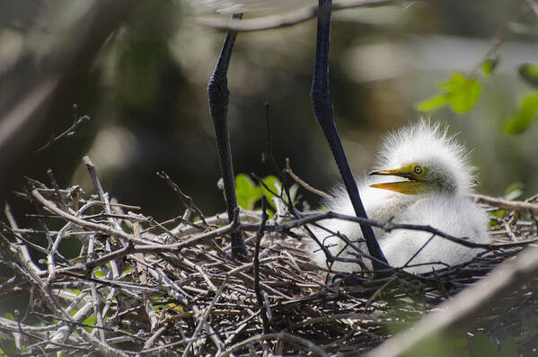 Egret Poster featuring the photograph Snowy Egret Hatchling by Dick Hudson