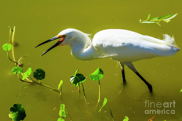 Snowy Egret Poster featuring the photograph Snowy Egret in Florida by Ben Graham