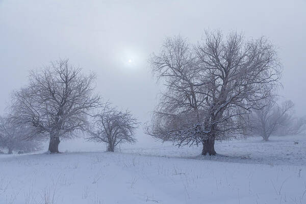 Fog Poster featuring the photograph Snowy Foggy Sun Burning by James BO Insogna