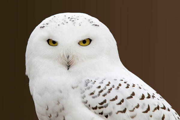 Snowy Owl Poster featuring the photograph Snowy Owl by Steve Stuller