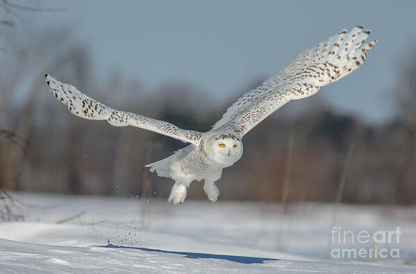 Cheryl Baxter Photography Poster featuring the photograph Snowy Owl Taking Off by Cheryl Baxter