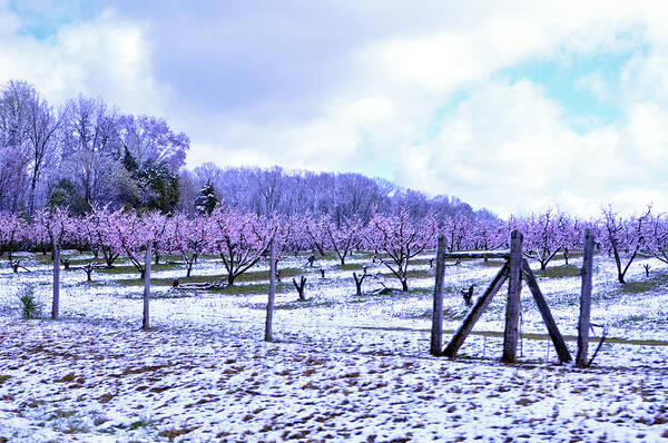 Peaches Poster featuring the photograph Snowy Peach Orchard by Lydia Holly