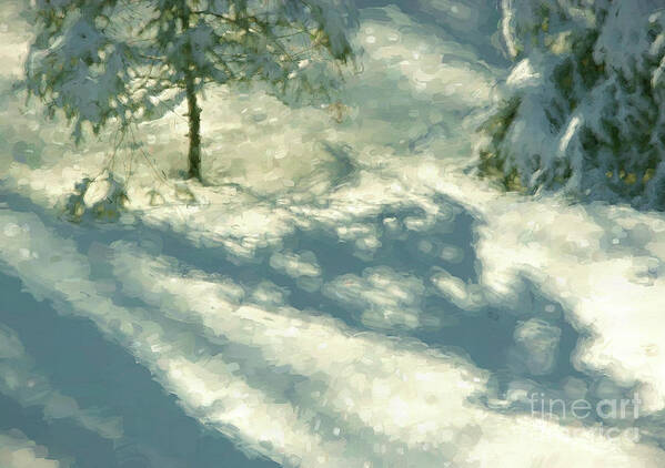 Snow Poster featuring the photograph Snowy Spruce Shadows by Clare VanderVeen