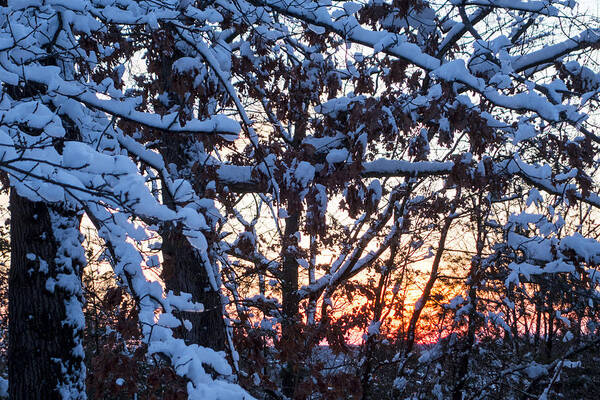 Snow Poster featuring the photograph Snowy tree sunset by Toby McGuire
