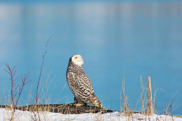 Snowy Owl Owls Snow Outside Outdoors Nature Natural Wild Life Wildlife Ornithology Birds Bird Birding Turn Around Turning Twisting Twist Watching Providence Ri Rhode Island Newengland New England Brian Hale Brianhalephoto Atlantic Ocean Poster featuring the photograph Snowy Watching a Plane by Brian Hale