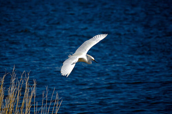 Bird Poster featuring the digital art Soaring Snowy Egret by DigiArt Diaries by Vicky B Fuller