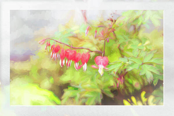 Flower Impressions Poster featuring the photograph Soft Bleeding Hearts by Natalie Rotman Cote