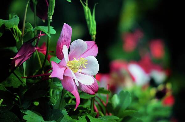 Wildflowers Poster featuring the photograph Soft Pink Columbine by Lynn Bauer