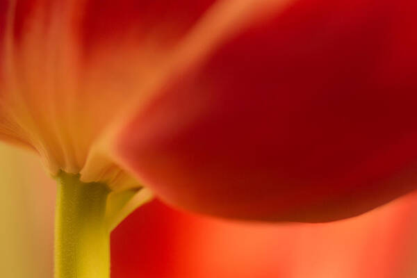 Tulip Poster featuring the photograph Soft tulip by Bob Cournoyer