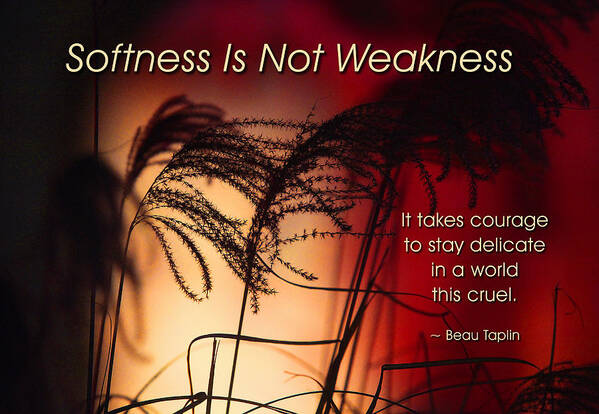 Quotation Poster featuring the photograph Softness Is Not Weakness by Mike Flynn