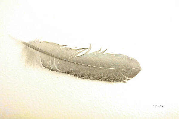 Feather Series Poster featuring the photograph Softness of a Feather by Randi Grace Nilsberg