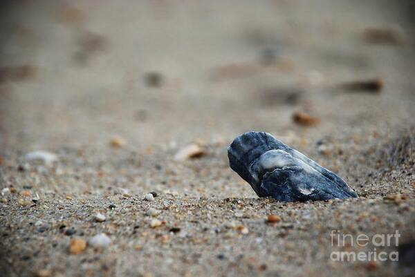 Beach Poster featuring the photograph Solitary Shell by Joseph Perno