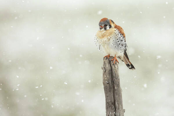 Falco Sparverius Poster featuring the photograph Sometimes it Snows in April by Sandy Sisti