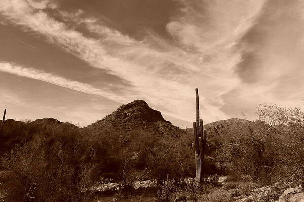 Sonoran Desert Sky Poster featuring the painting Sonoran Desert Sky by Bill Tomsa