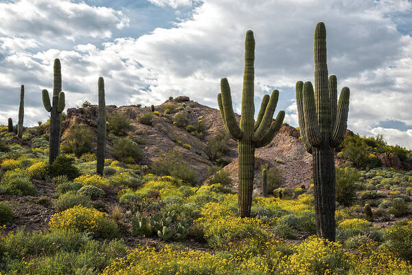 Sonoran Desert Poster featuring the photograph Sonoran Desert springtime by Dave Dilli