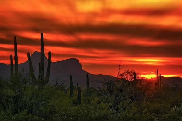 Cactus Poster featuring the photograph Sonoran Sunset H38 by Mark Myhaver