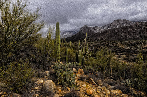 America Poster featuring the photograph Sonoran Winter No.3 by Mark Myhaver
