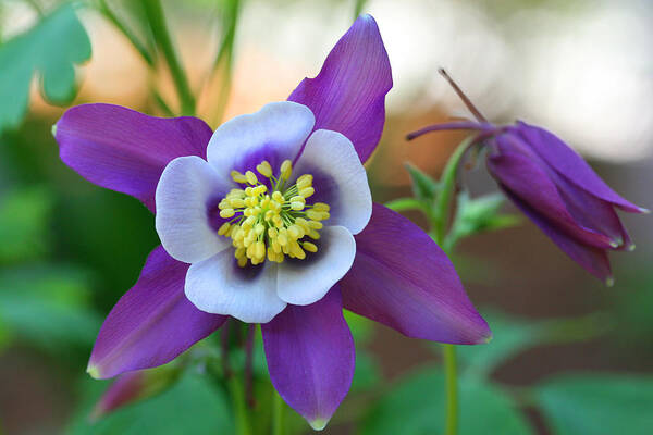 Purple Poster featuring the photograph Sophisticated Columbine by Tammy Pool