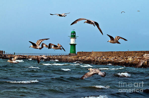 Sound Of Seagull Poster featuring the photograph SOUND of SEAGULL by Silva Wischeropp