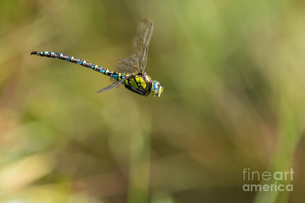 Aeshna Cyaena Poster featuring the photograph Southern blue hawker male by Jivko Nakev