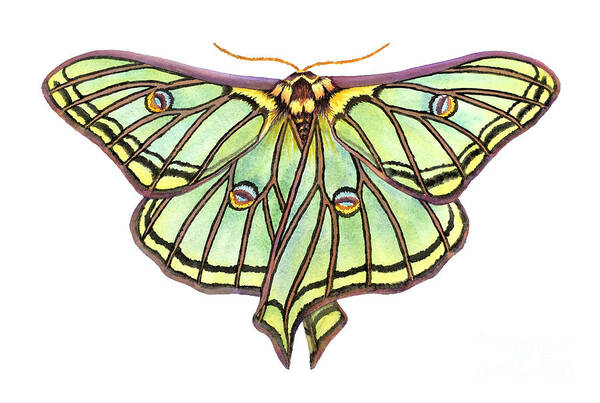 Spanish Moon Moth Poster featuring the painting Spanish Moon Moth by Lucy Arnold