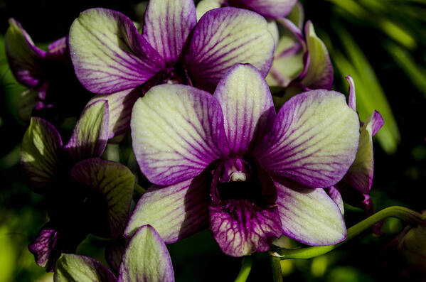 Orchid Poster featuring the photograph Sparkly Moth Orchid by Deborah Smolinske