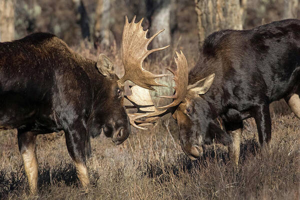 Moose Poster featuring the photograph Sparring Partner by Sandy Sisti
