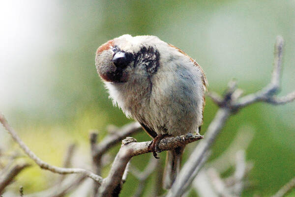 Bird Poster featuring the photograph Sparrow tilts it head by Steve Somerville