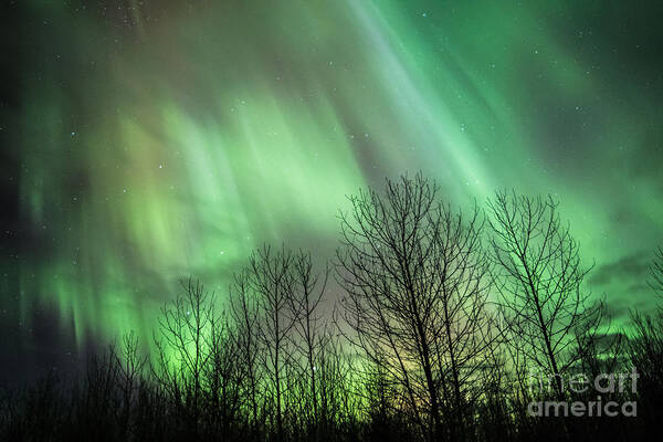 Aurora Borealis Poster featuring the photograph Spectacular Lights by Lori Dobbs