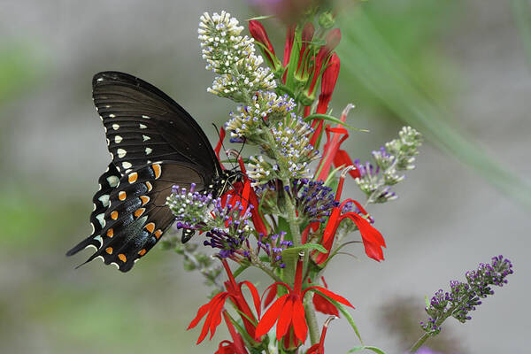 Spicebush Swallowtail Butterfly Poster featuring the photograph Spicebush Swallowtail and Flowers by Robert E Alter Reflections of Infinity