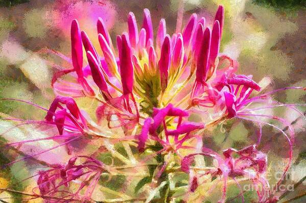 Cleome Hassleriana Poster featuring the digital art Spider Flower by Eva Lechner