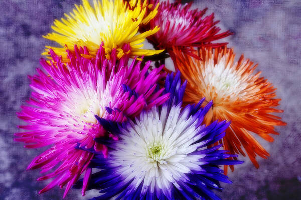 Flowers Poster featuring the photograph Spider Mums by Joan Bertucci