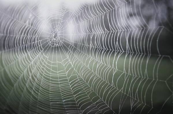 Spider Poster featuring the photograph Spiderweb by George Strohl