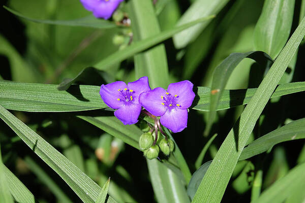 Spiderwort Poster featuring the photograph Spiderwort2 by Ronda Ryan