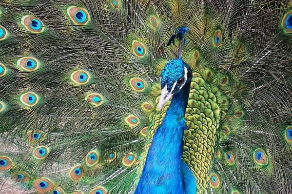 Peacock Poster featuring the photograph Spiritual Eye by Julia Ivanovna Willhite