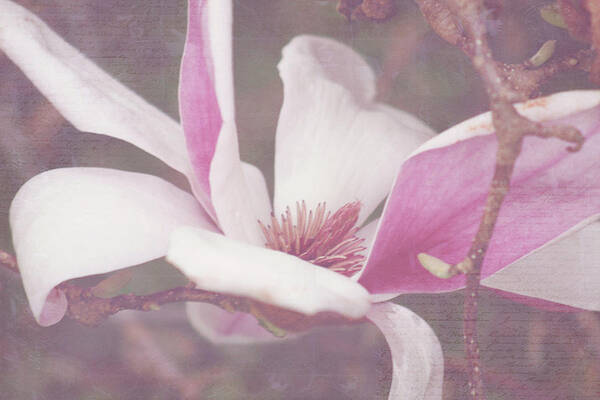 Tulip Tree Poster featuring the photograph Splendid Tulip Tree by Toni Hopper