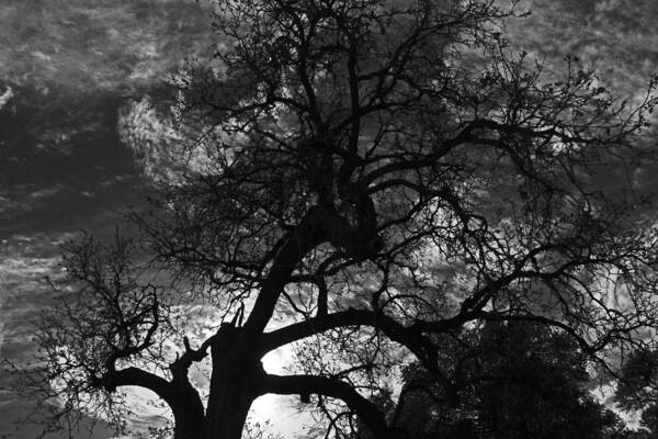 Tree Poster featuring the photograph Spooky Tree by Shoal Hollingsworth