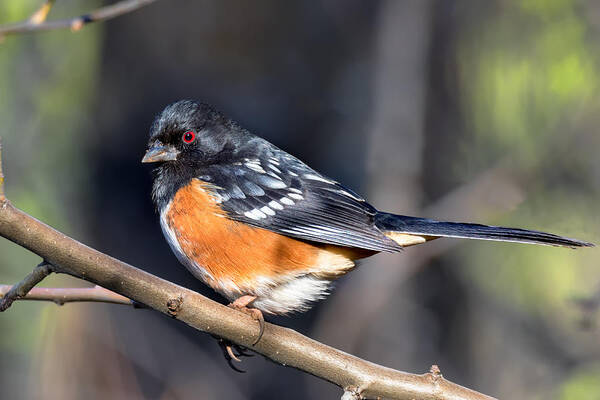 Spotted Towhee Poster featuring the photograph Spotted Towhee Portrait by Kathleen Bishop