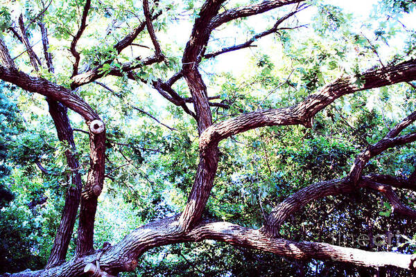 Tree Poster featuring the photograph Sprawling by JamieLynn Warber