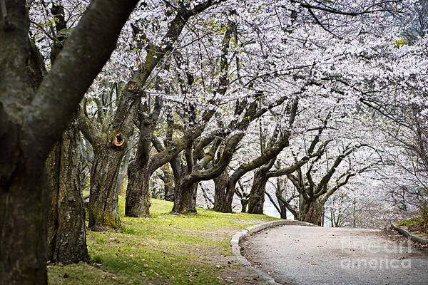 Orchard Poster featuring the photograph Spring apple orchard by Elena Elisseeva