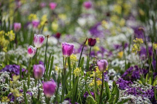 Spring Poster featuring the photograph Spring Colors by Eva Lechner