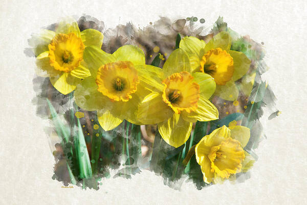 Daffodils Poster featuring the mixed media Spring Daffodils Watercolor Art by Christina Rollo