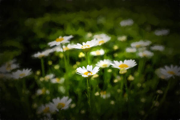 Wildflower Painting Poster featuring the photograph Spring Daisies by Chris Bordeleau