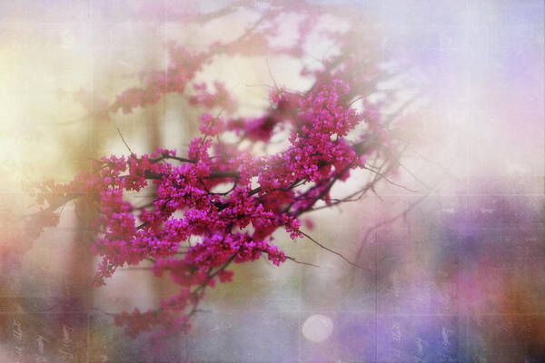 Nature Poster featuring the photograph Spring Dreams II by Toni Hopper