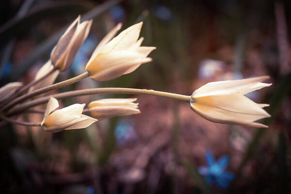 Spring Flowers Poster featuring the photograph Spring flowers by Lilia S