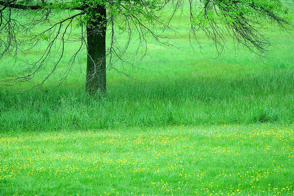 Green Poster featuring the photograph Spring Green With Yellow Buttercups by Cora Wandel