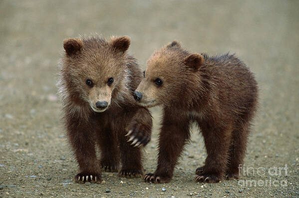 00340349 Poster featuring the photograph Spring Grizzly Cubs in Denali by Yva Momatiuk John Eastcott