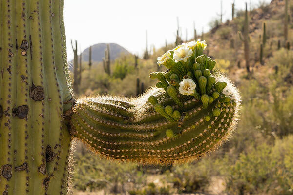 Cactus Poster featuring the photograph Spring in the desert by Mike Evangelist