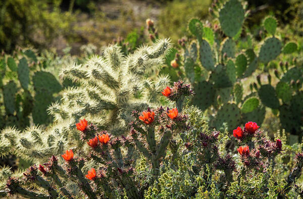 Cholla Cactus Poster featuring the photograph Spring in the Sonoran by Saija Lehtonen