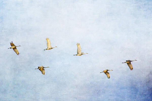 Sandhill Crane Poster featuring the photograph Spring Migration 3 - Textured by Kathy Adams Clark